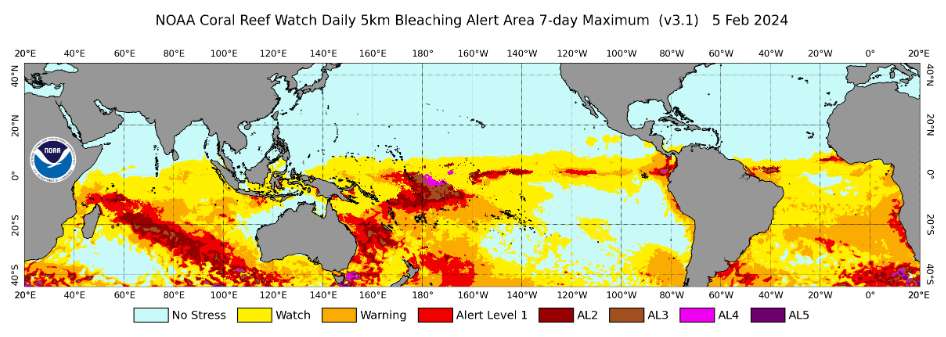 La carte de risque de mortalité des coraux au 5 février 2024 : en rouge et marron, les zones où le corail présente un risque de mortalité important, en violet les zones où le risque de mortalité est total. © NOAA