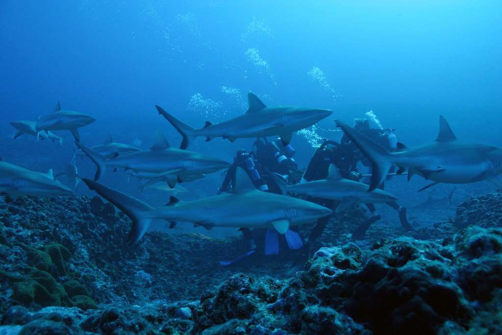 Une plongée parmi les requins Une plongée parmi les requins