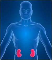 Lorsque les reins ne fonctionnent plus qu'à 20 % de leur potentiel, la transplantation rénale s'impose. C'est la greffe plus pratiquée en France. © C. Lefaucheur, A. Loupy Lorsque les reins ne fonctionnent plus qu'à 20 % de leur potentiel, la transplantation rénale s'impose. C'est la greffe plus pratiquée en France. © C. Lefaucheur, A. Loupy