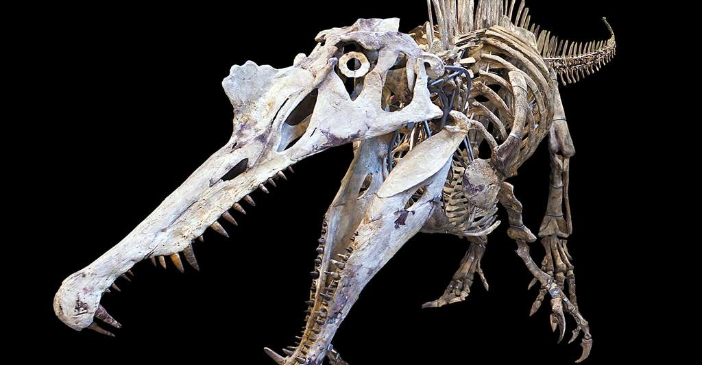 Grâce aux fossiles et à la datation relative, il est possible de retracer une échelle géologique. Ici, Spinosaurus aegyptiacus. © Didier Descouens, CC by-nc 4.0