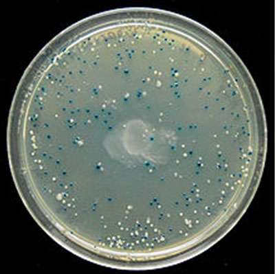 Test coloré permettant de différencier les bactéries qui synthétisent la β-galactosidae (colonies bleues) et celles qui n'en synthétisent pas (colonies blanches). © DR