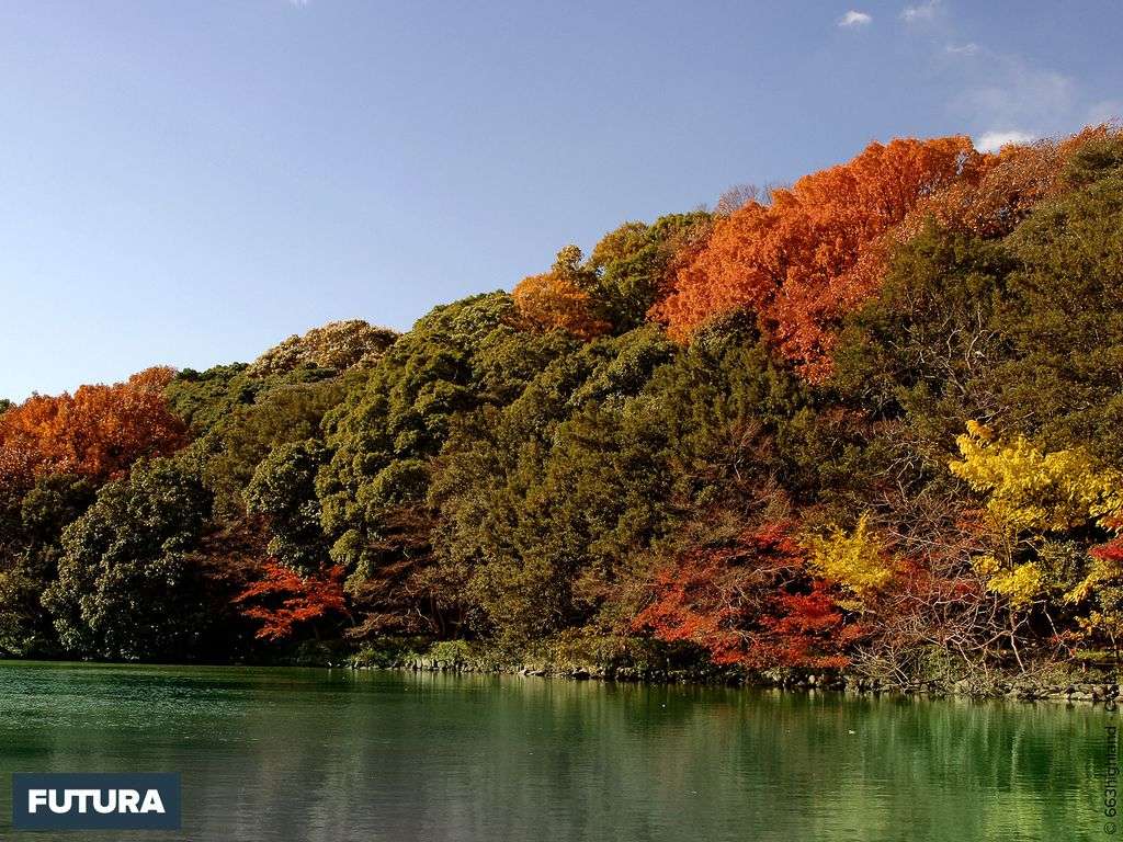 Fond Décran Forêt Dans Le Akashi Park Japon