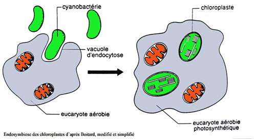 Endosymbiose de chloroplaste. © DR