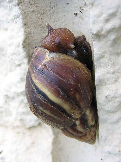 L'escargot géant est friand de l'enduit des murs qui contient le calcium indispensable à la construction de sa coquille. © wahiawaboy, flickr, cc by nc sa 2.0