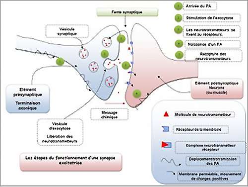 Tabac : dopamine et addiction | Dossier