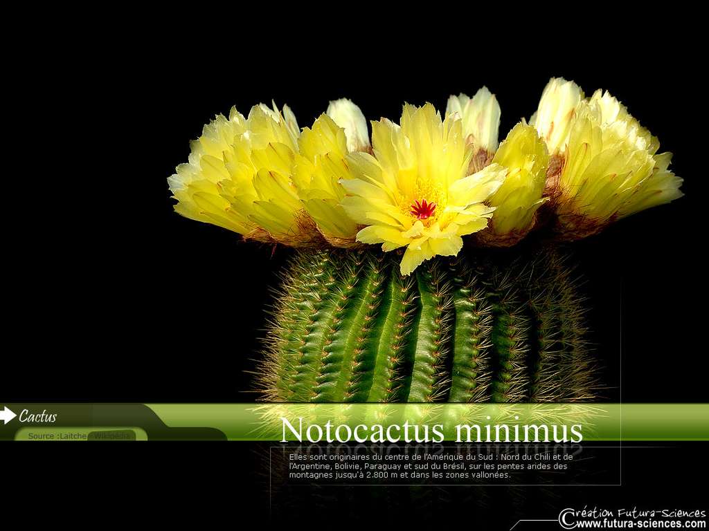 Notocactus minimus