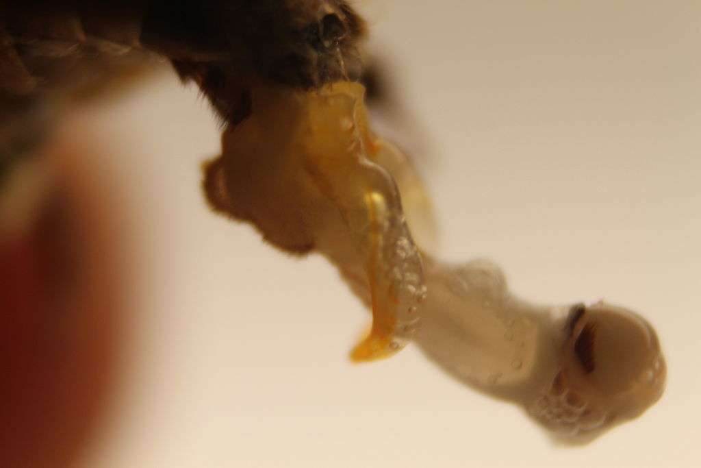L'endophallus du faux bourdon après l'éjaculation explosive. © Michael L. Smith, CC by-sa 3.0