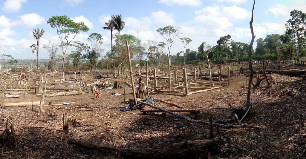 Pour prévenir de prochaines pandémies, les chercheurs appellent à investir dans la protection des écosystèmes et dans la surveillance des populations à risque. © Tarcisio Schnaider, Adobe Stock Pour prévenir de prochaines pandémies, les chercheurs appellent à investir dans la protection des écosystèmes et dans la surveillance des populations à risque. © Tarcisio Schnaider, Adobe Stock
