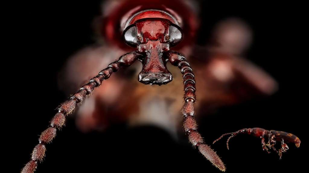 Les yeux du charançon du chêne, cet insecte xylophage