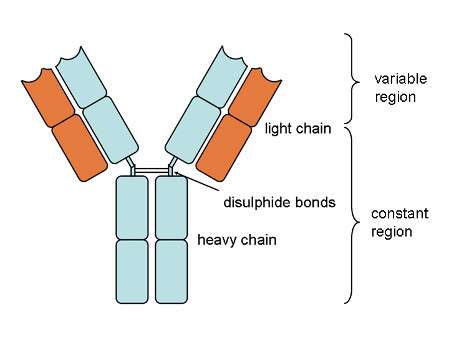Un anticorps en composé d'une région constante (fragment Fc) et d'une région variable (fragment Fab). La forme en Y est typique des anticorps de la classe des IgG. © Wikimedia Commons, CC by-sa 3.0