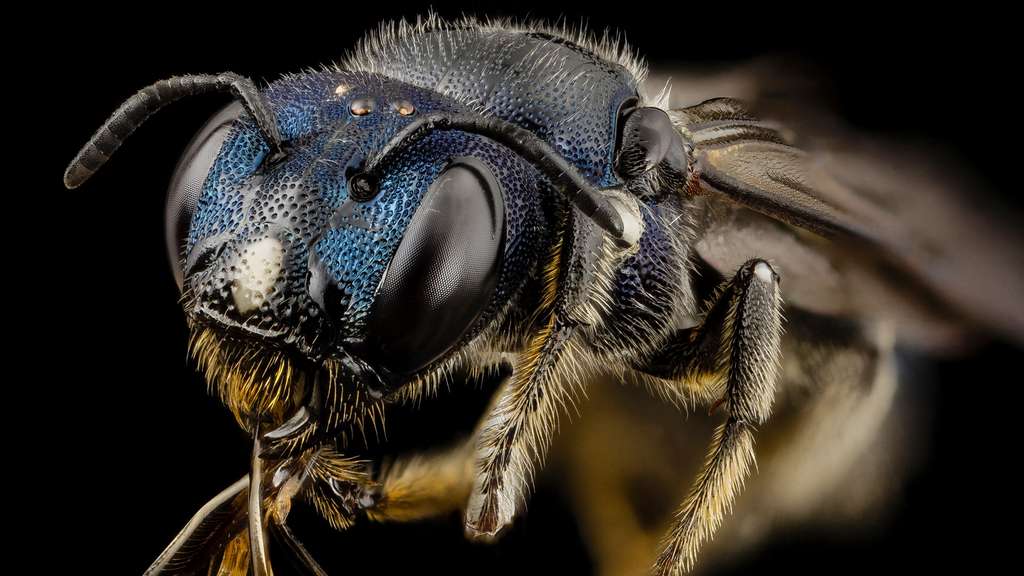 Ceratina, une abeille charpentière d'Ukraine Ceratina, une abeille charpentière d'Ukraine
