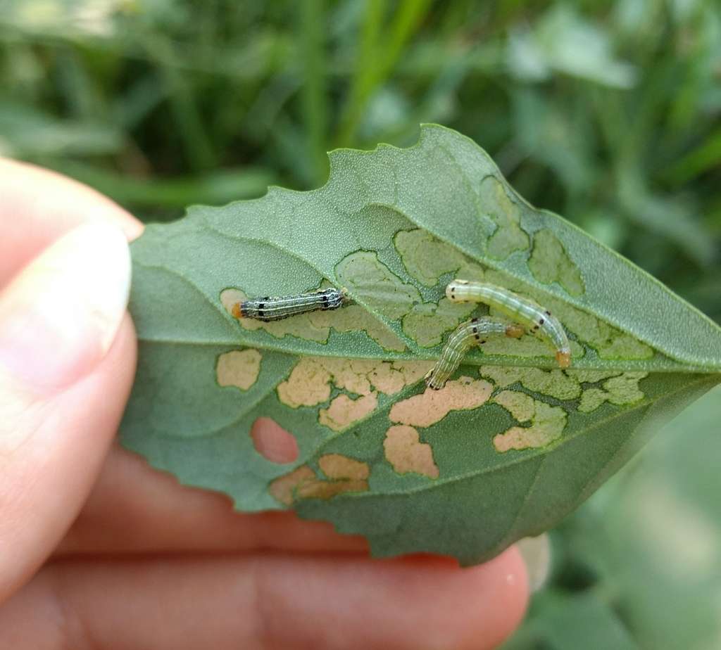 Oxitec mène de nouveaux essais d’insectes génétiquement modifiés sur la noctuelle américaine du maïs (Spodoptera frugiperda). © dragonajuli, iNaturalist