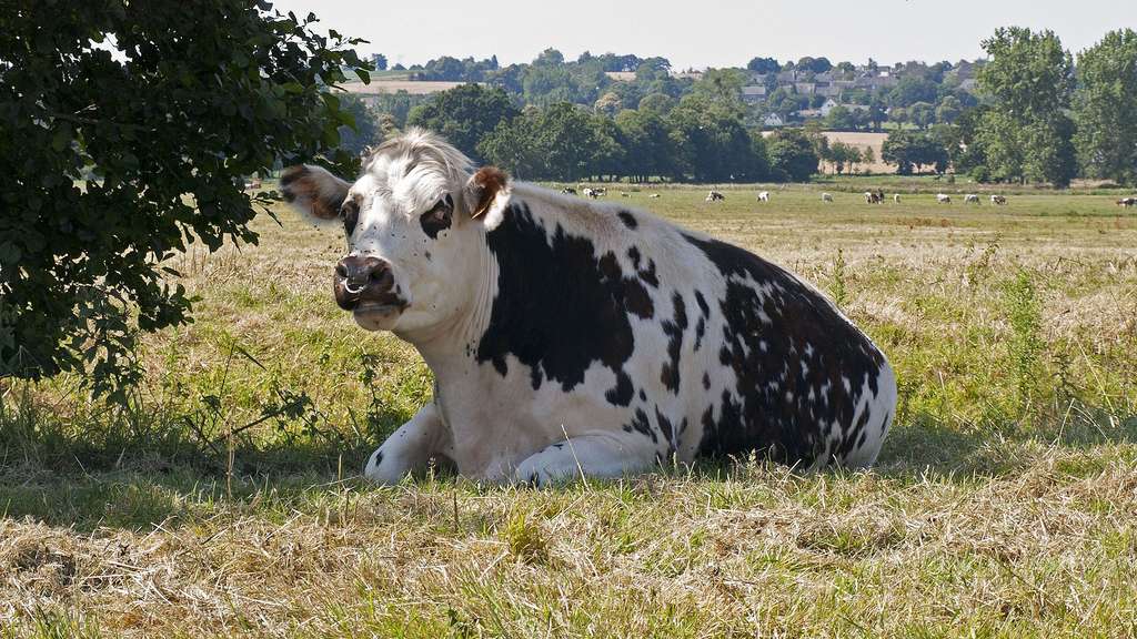 Photo Une Vache Avec Des Taches