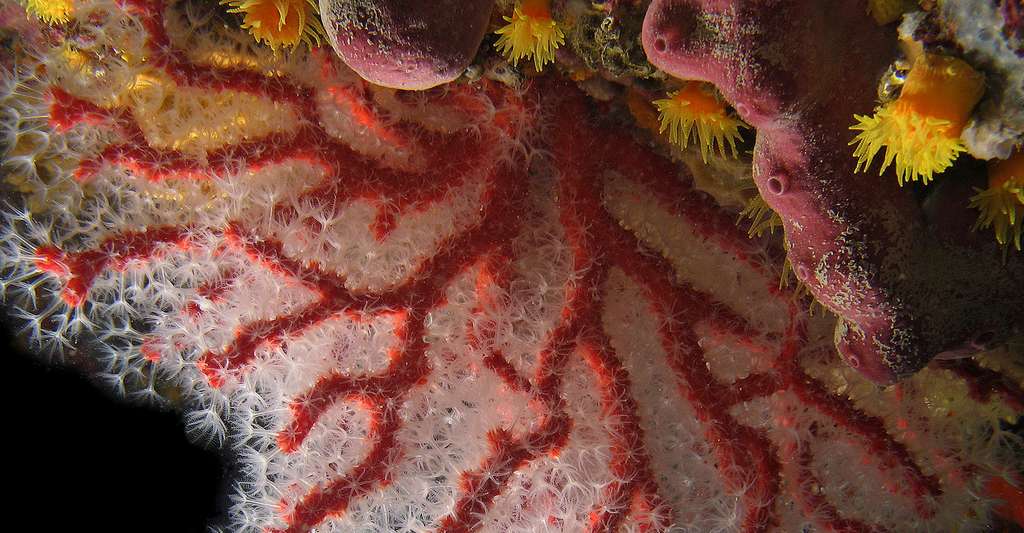 Les ramifications du corail rouge, porteuses de polypes capteurs de plancton, forment un filtre très efficace. Ici, dans la réserve marine de Carry-le-Rouet. © J.-G. Harmelin, tous droits réservés, reproduction et utilisation interdites