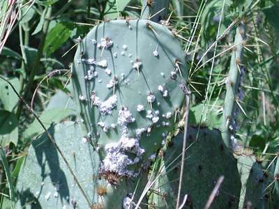 Raquette de cactus infectée. © DR