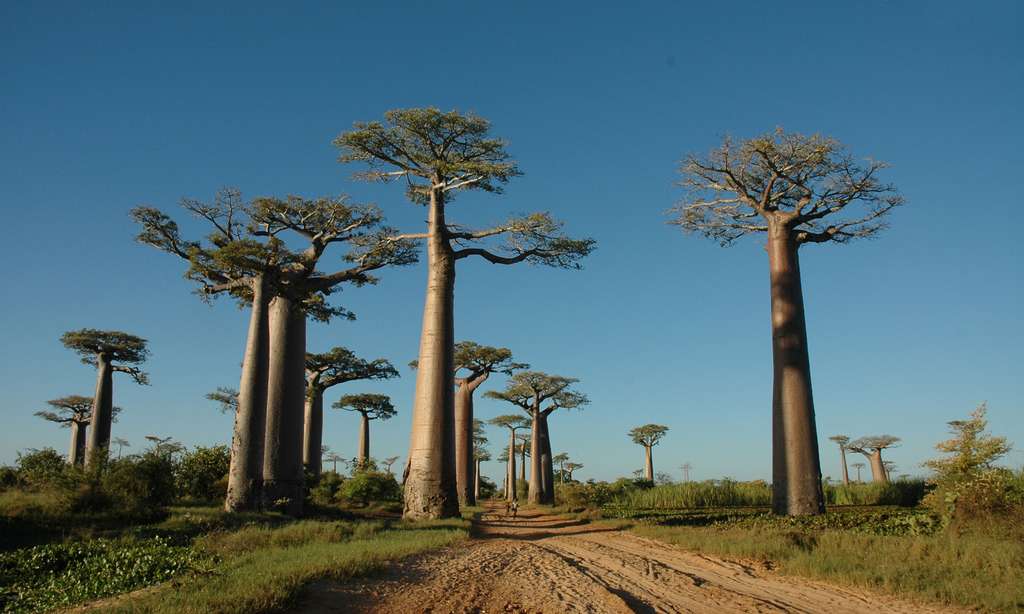 Allée des baobabs, près de Monrondava Allée des baobabs, près de Monrondava