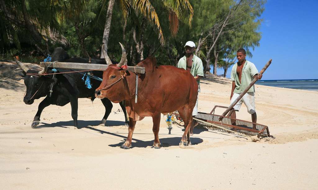 Photo Nettoyage D Une Plage Par Les Zebus Nosy Saba