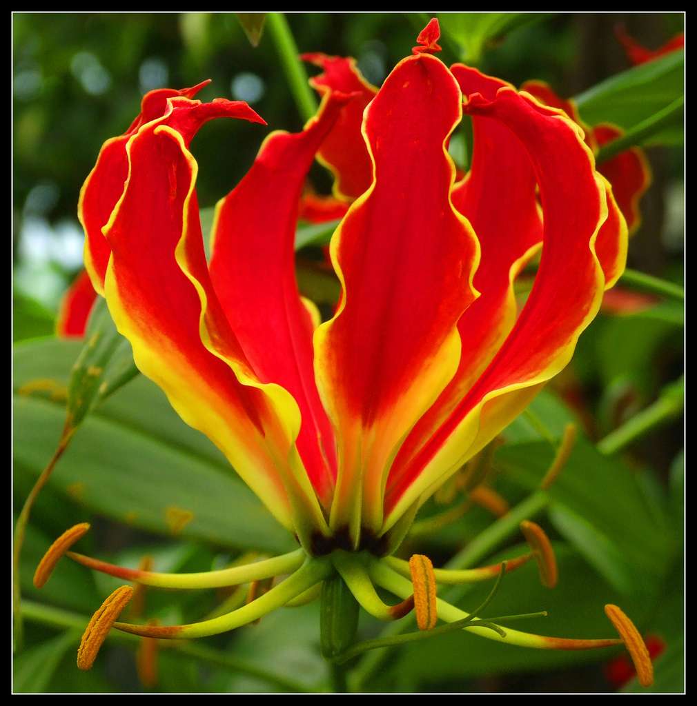 Gloriosa Lily Gloriosa Lily