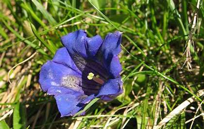 Gentiana acaulis, cette gentiane alpine fleurit en mai et juin. © Domaine public
