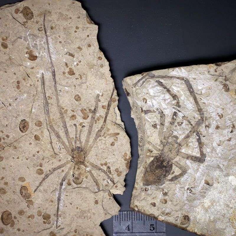 Un couple d'araignées fossiles enfin réuni Un couple d'araignées fossiles enfin réuni