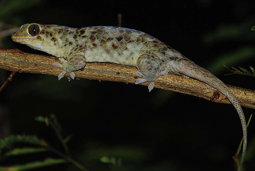 Pour échapper à un prédateur, Geckolepis megalepis est capable de se défaire très rapidement d’écailles particulièrement grandes pour sa taille. © Scherz MD, Daza JD, Köhler J, Vences M, Glaw F, Wikipédia, CC by-sa 4.0