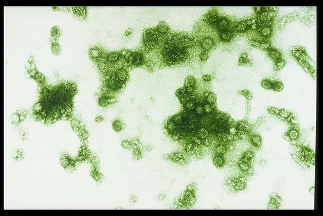 Le virus de la dengue, un des virus ciblés par le traitement Draco. © Sanofi Pasteur, Flickr, cc by nc nd 2.0