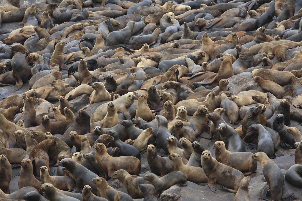 Les lions de mer ou otaries à crinière Les lions de mer ou otaries à crinière