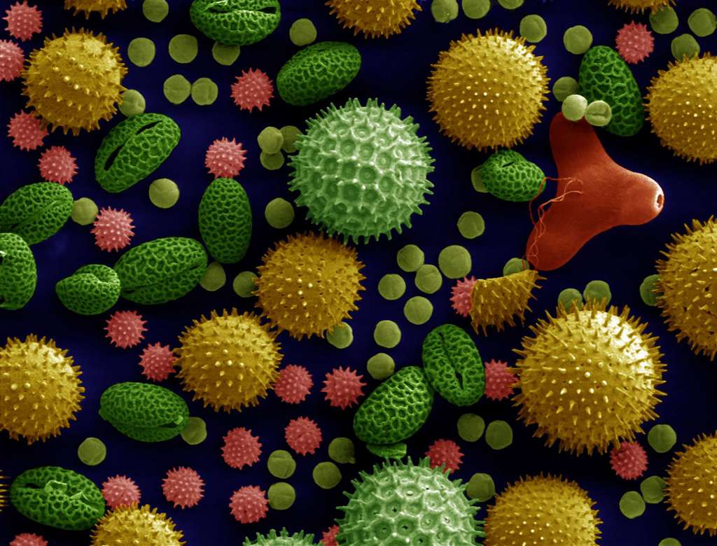 Les pollens des plantes sont propulsés par le vent : c'est l'anémogamie. Ici tournesol, volubilis, rose trémière, lys, onagre et ricin commun. © Dartmouth Electron Microscope Facility, Dartmouth College, Wikimedia commons, DP