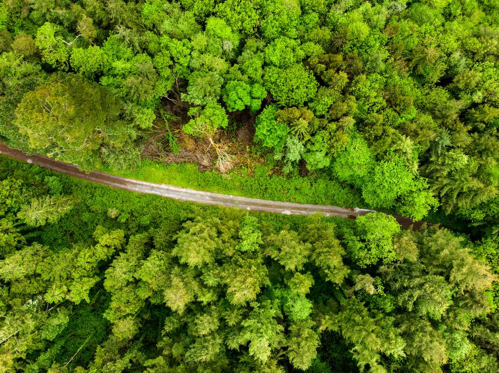 En Irlande, les vastes campagnes de reboisement d’épicéas ont fabriqué des « zones mortes écologiques ». © MNStudio, Fotolia En Irlande, les vastes campagnes de reboisement d’épicéas ont fabriqué des « zones mortes écologiques ». © MNStudio, Fotolia