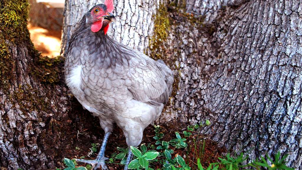 L'andalouse bleue, une poule espagnole L'andalouse bleue, une poule espagnole