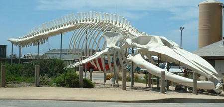 Squelette de baleine bleue - Long Marine Laboratory of the University of California, Santa Cruz. © Bronwen Lea