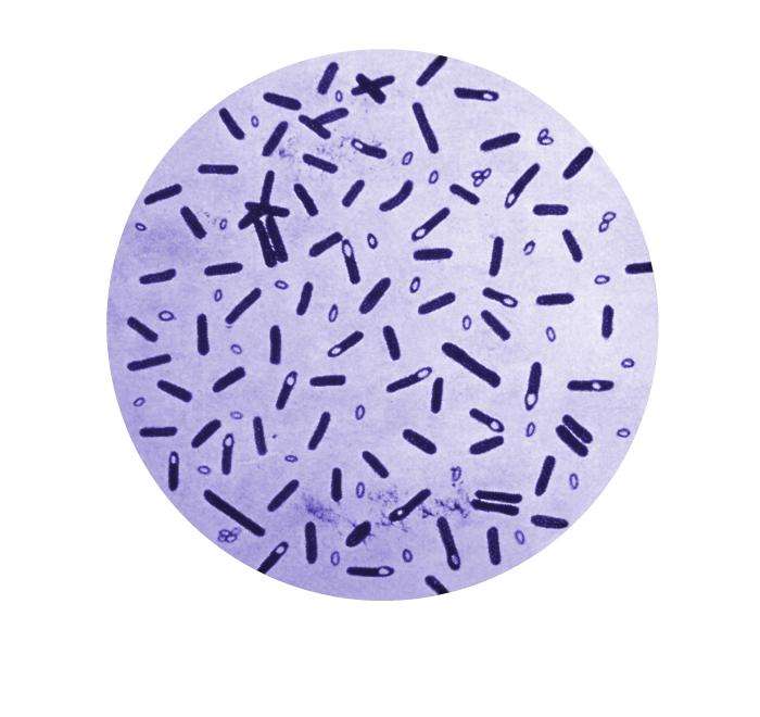 Clostridium botulinum, la bactérie qui empoisonne au botox