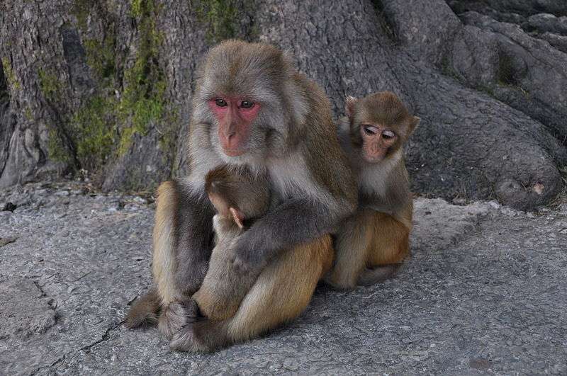Definition Macaque Rhesus Bandar Macaca Mulatta Futura Planete Definition Macaque Rhesus Bandar Macaca Mulatta Futura Planete