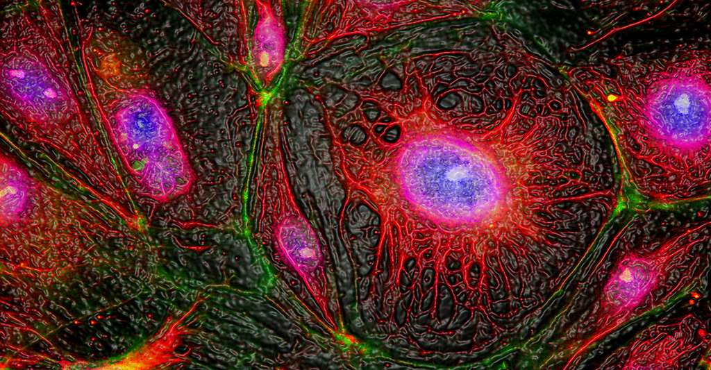 La cellule (ici une cellule humaine) est l’un des thèmes importants de la chronologie des découvertes en médecine. La première description d’une cellule date de 1665 et a été réalisée à la suite de l’observation de cellules végétales par Robert Hooke. © France-Biotech, cc by sa 3.0