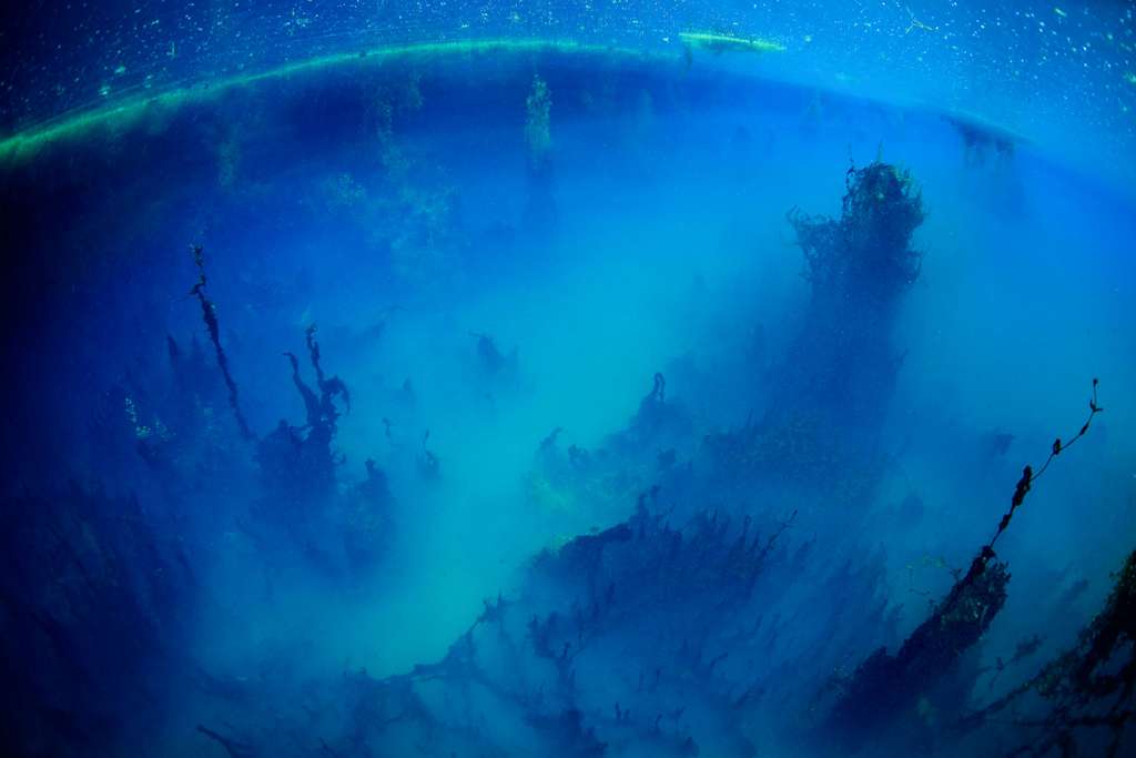 Paysage sans vie dans un bras mort du Rhône Paysage sans vie dans un bras mort du Rhône