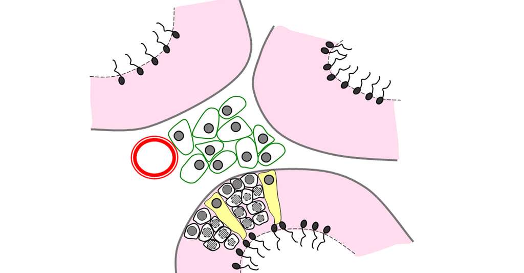 Schéma d'une coupe de testicule. Les cellules de Leydig fabriquent la testostérone qui stimule la formation des spermatozoïdes. Source : adapté depuis un schéma de la banque de schémas de SVT, académie de Dijon. 