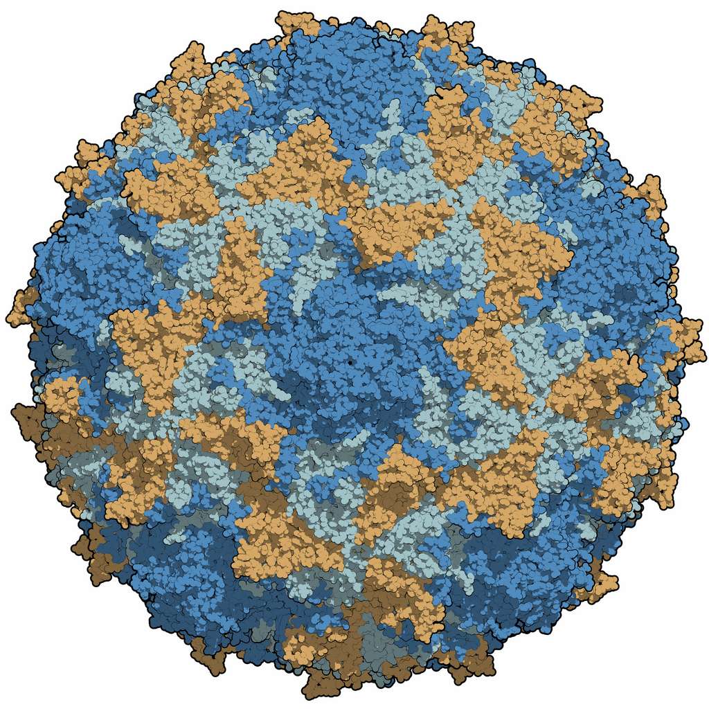 Le poliovirus, responsable de la poliomyélite. © Manuel Almagro Rivas