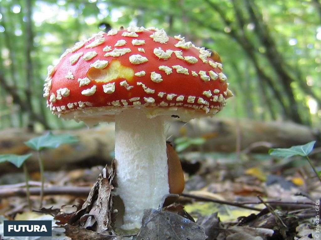 Amanite tue-mouches Amanite tue-mouches