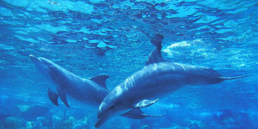 L'UICN a adopté une motion pour protéger les mammifères marins. © Slowmotiongli, Getty Image