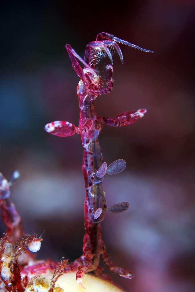 L’effrayante « crevette-squelette » : Caprella septentrionalis