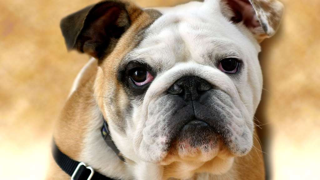 Photo Le Bulldog Anglais Un Ancien Combattant