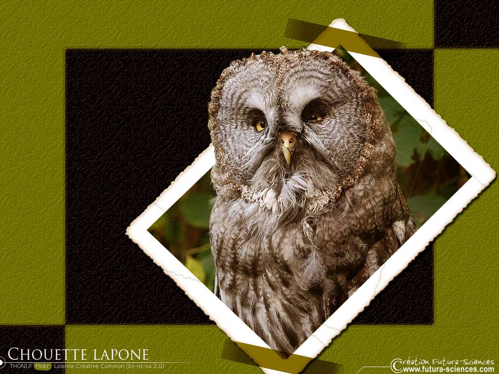 Chouette lapone Chouette lapone