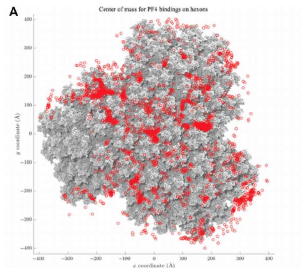 En rouge, les zones de ChadOx1 où le PF4 peut se fixer. © Alexander T. Baker et al., Science Advances