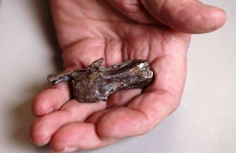 Mesurant environ 4 centimètres de longueur, cette vertèbre du cou appartenait à un petit spinosaure d'environ 2 mètres de long, qui vivait il y a 105 millions d'années pendant la période du Crétacé inférieur en Australie. © Jon Augier-Museum Victoria