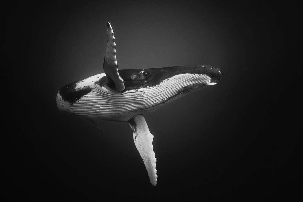 La baleine à bosse dans toute sa grâce La baleine à bosse dans toute sa grâce