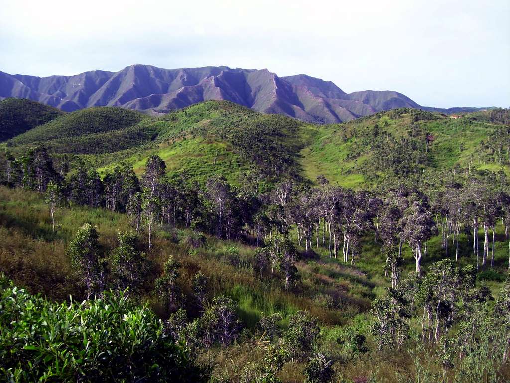 Les forêts sèches de Nouvelle-Calédonie en grand danger Les forêts sèches de Nouvelle-Calédonie en grand danger