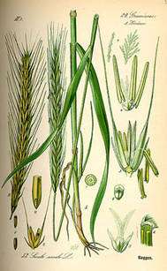 Planche sur le seigle. © Prof. Dr. Otto Wilhelm Thomé Flora von Deutschland, Österreich und der Schweiz 1885, Gera, Germany, Domaine Public Planche sur le seigle. © Prof. Dr. Otto Wilhelm Thomé Flora von Deutschland, Österreich und der Schweiz 1885, Gera, Germany, Domaine Public