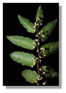 Amborella trichopoda, fossile vivant, la plus ancienne des plantes à fleurs de la planète, existerait depuis 130 MA. © Suzanne Moglia