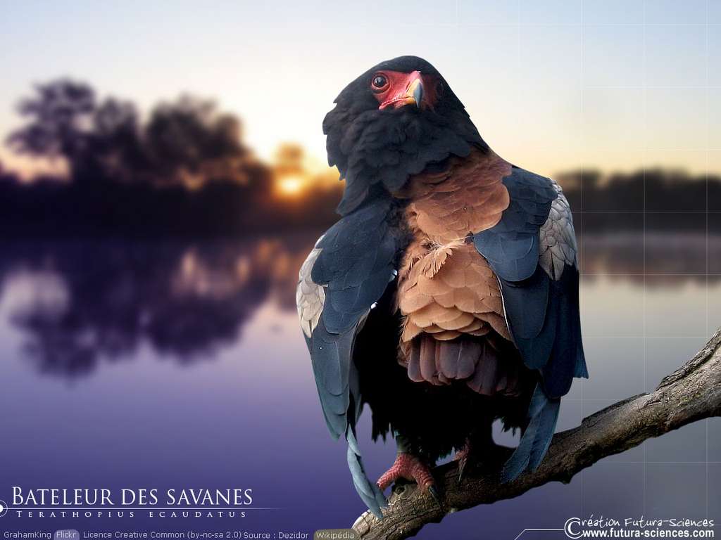 Bateleur des savanes Bateleur des savanes
