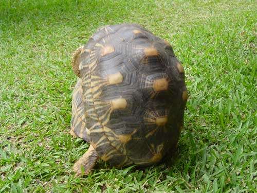 Accouplement de tortues étoilées. © Philippe Mespoulhé - Tous droits de reproduction interdit 